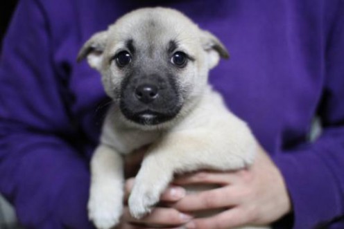 Pascoe is one of many adorable puppies now homeless from the TOHOKU-PACIFIC earthquake and tsunami. 