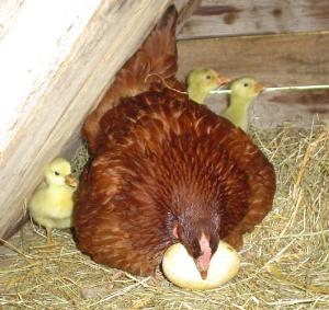 Hen hatching special eggs