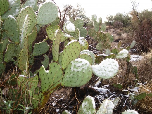 Snow on Prickly Pear Cactus