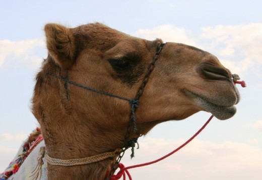Camels all seem to have such different faces with great expressions!