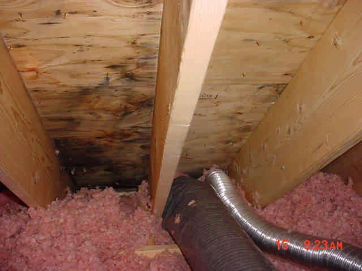 How to Prevent Attic Mold from Growing (If It's Not Too ...