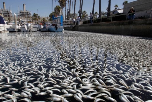 March 9th 2011 Millions of fish have been found dead floating in a harbour in Los Angeles' south