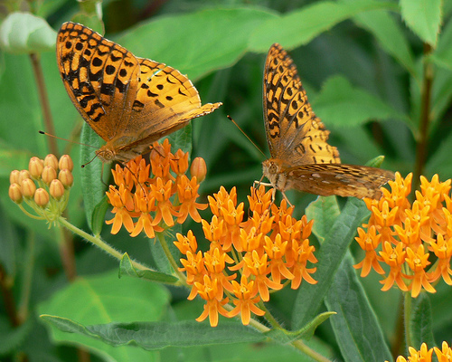 Butterflyweed, by Benimoto