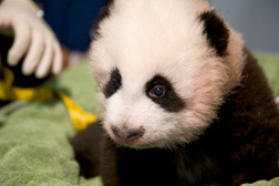 Three month old Giant Panda, Po, at Zoo Atlanta