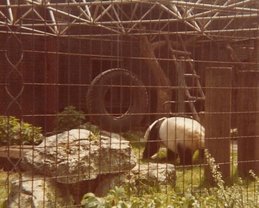 Chia Chia (m), London Zoo, Regents Park