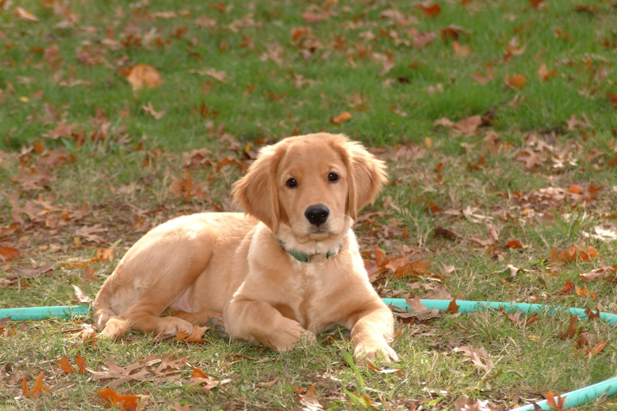 Our Golden Retriever Puppy suns himself on a cool fall afternoon. Cutest face ever! 