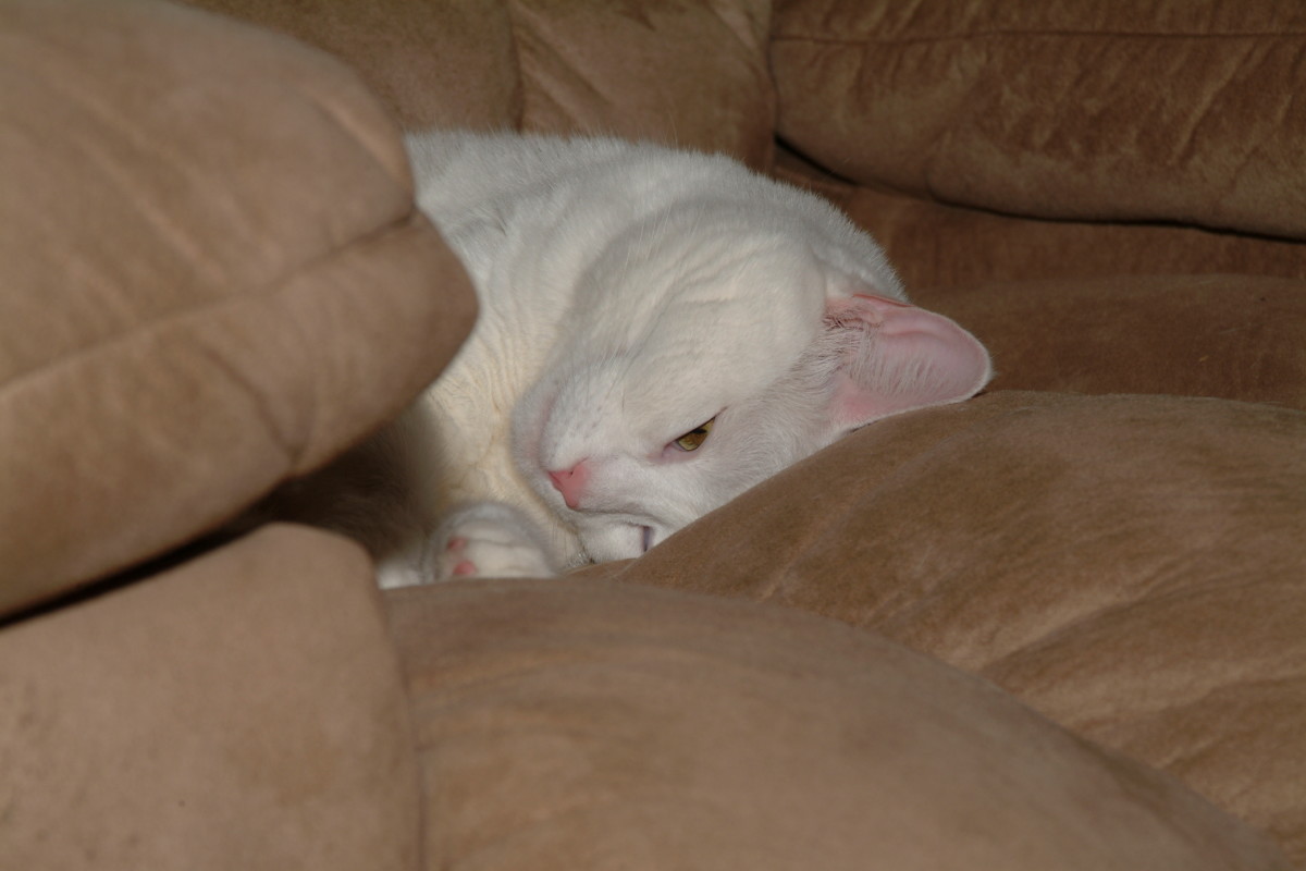 Snuggled among the couch cushions Miss Kitty-- our pure white Manx, finds contentment. 