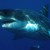 Great White Shark.