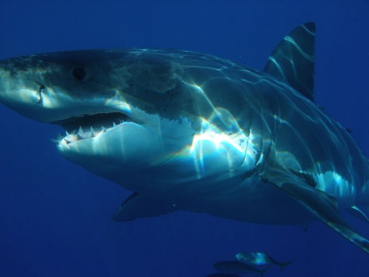 Great White Shark.
