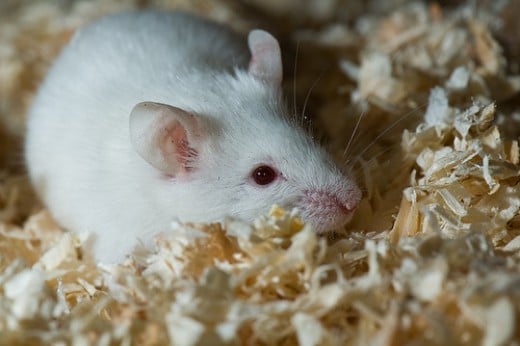 Albino Laboratory Wistar Rat Investment Opportunity | hubpages