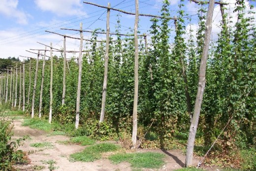 Hop garden at Syndale Farm, Kent. 