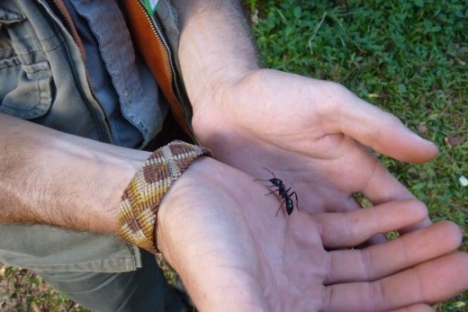 A large Tiger Ant on our tour guide's hand.