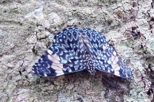 A beautiful blue patterned butterfly