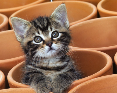 And some people need as much attention as this little kitty cat, and that is no good either.