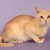 Burmese Burmese