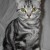 American Shorthair American Shorthair