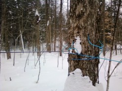 Maple syrup and maple sap line maintenance and up keep for the year