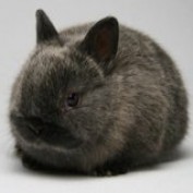 Christianbunny profile image