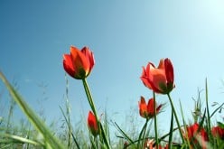 Two Spring Poems