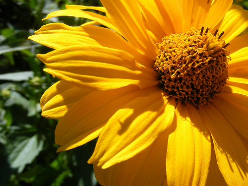 Beautiful sunflower reminds me of summer.