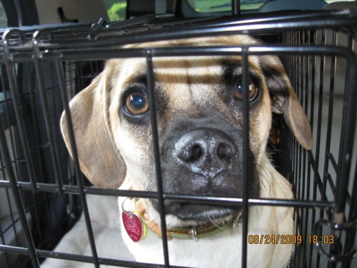Bella In her Crate