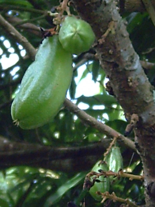 KAMIAS Tree and its fruit or known as GINGER LILY (Averrhoa Bilimbi) Photo by: Travel Man