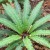 Ground fern. Ground fern.