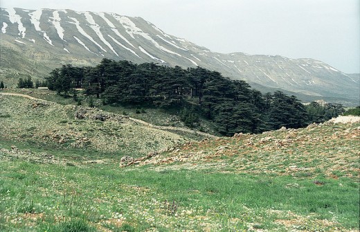 The Cedars of God, one of the last surviving groves of the Cedars of Lebanon.