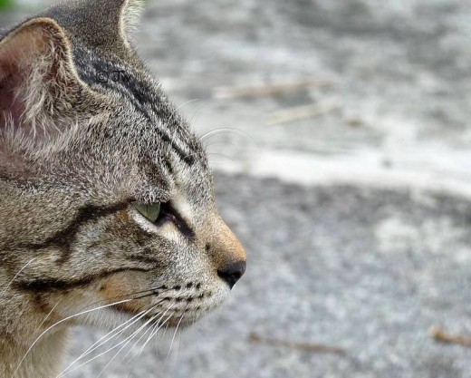 At 225 mm equivalent. Click on the photo to see a larger image. You'll notice amazing detail of the cat.
