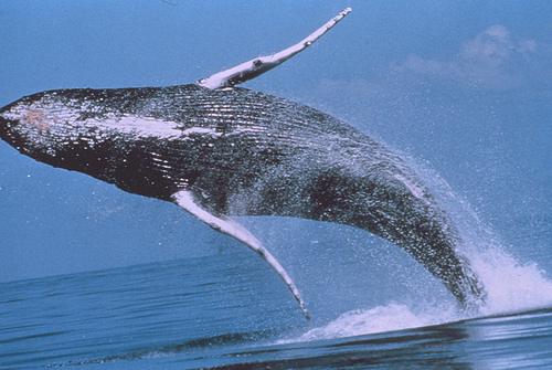 Humpback whale