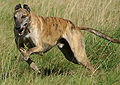 Greyhound running brindle