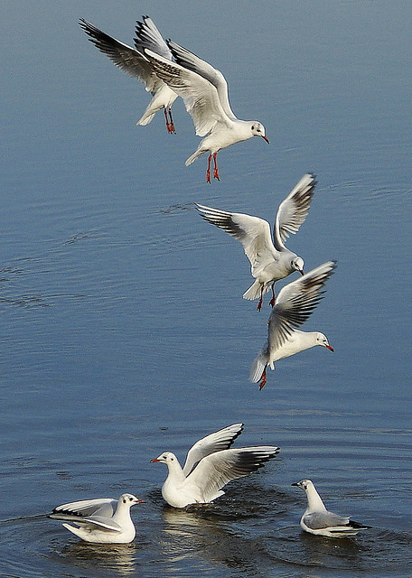Seagull-dance