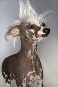 The World's Ugliest Dog Contest-What it Takes to be a Winner