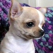 psycaru profile image