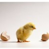 Snarky Chicks profile image