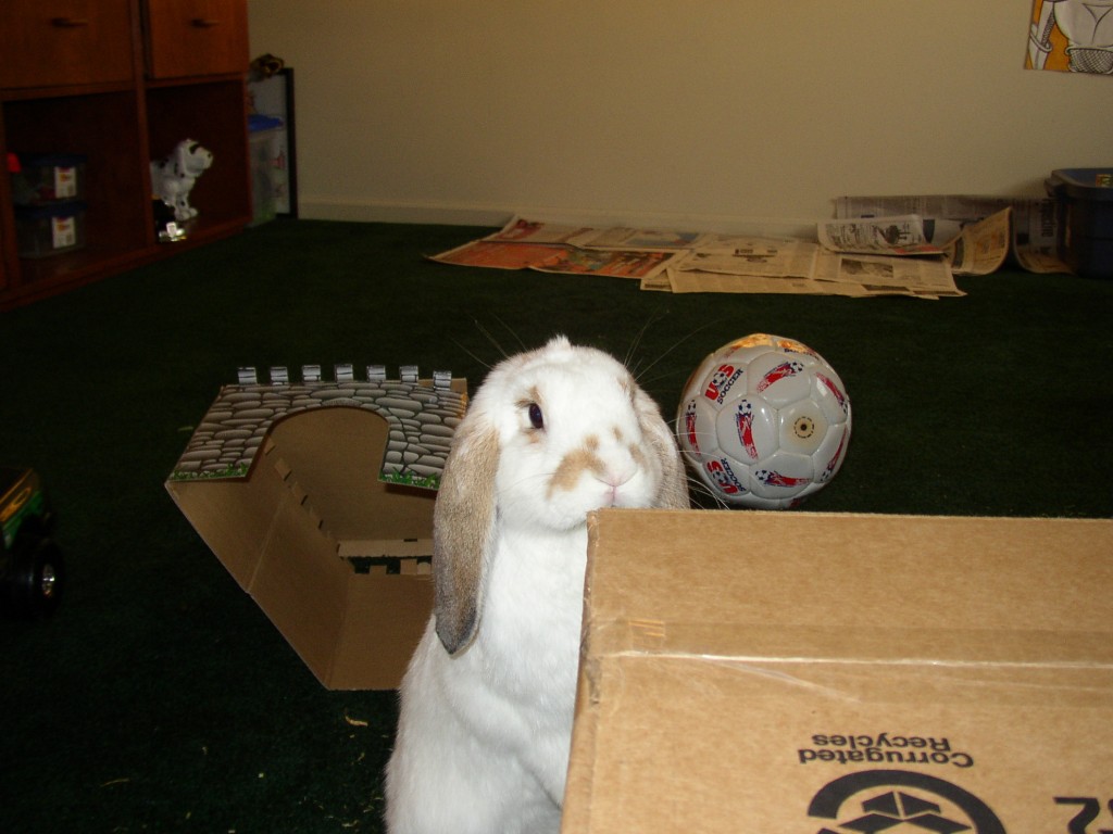 Best Toys for Pet Rabbits