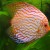 A red Discus Fish A red Discus Fish