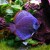 A purple Discus Fish A purple Discus Fish