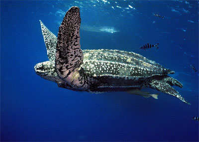 Flatback sea turtle