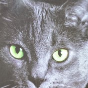 jacquelynjohnson profile image