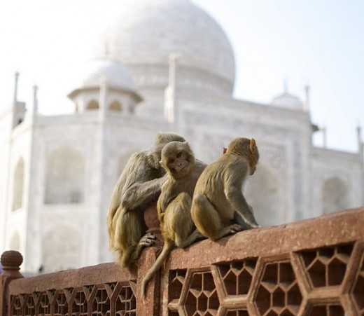 Spotted a cute baby monkey in front of Taj Mahal looking at my camera.