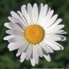 Daisyhead profile image