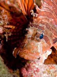 Close-up of Fuzzy Dwarf Lionfish