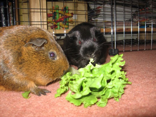 We both love lettuce!