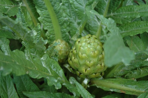 Gardening against hunger.