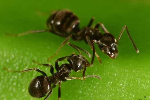 Australian sugar ants. Not the kind of ants I'm fighting. I just thought it was a pretty picture!