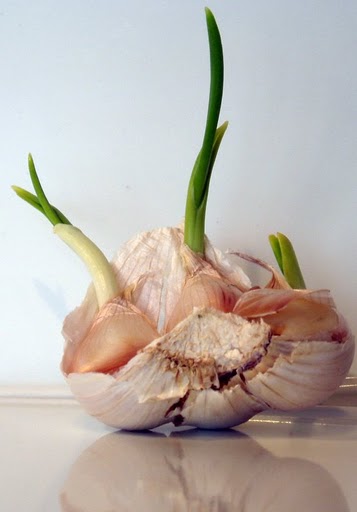 Sprouted garlic by my friend Paul.
