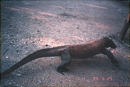 Not so friendly local : Komodo dragon