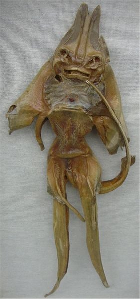 A Jenny Haniver created from a skate