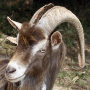 The Earth Goat profile image